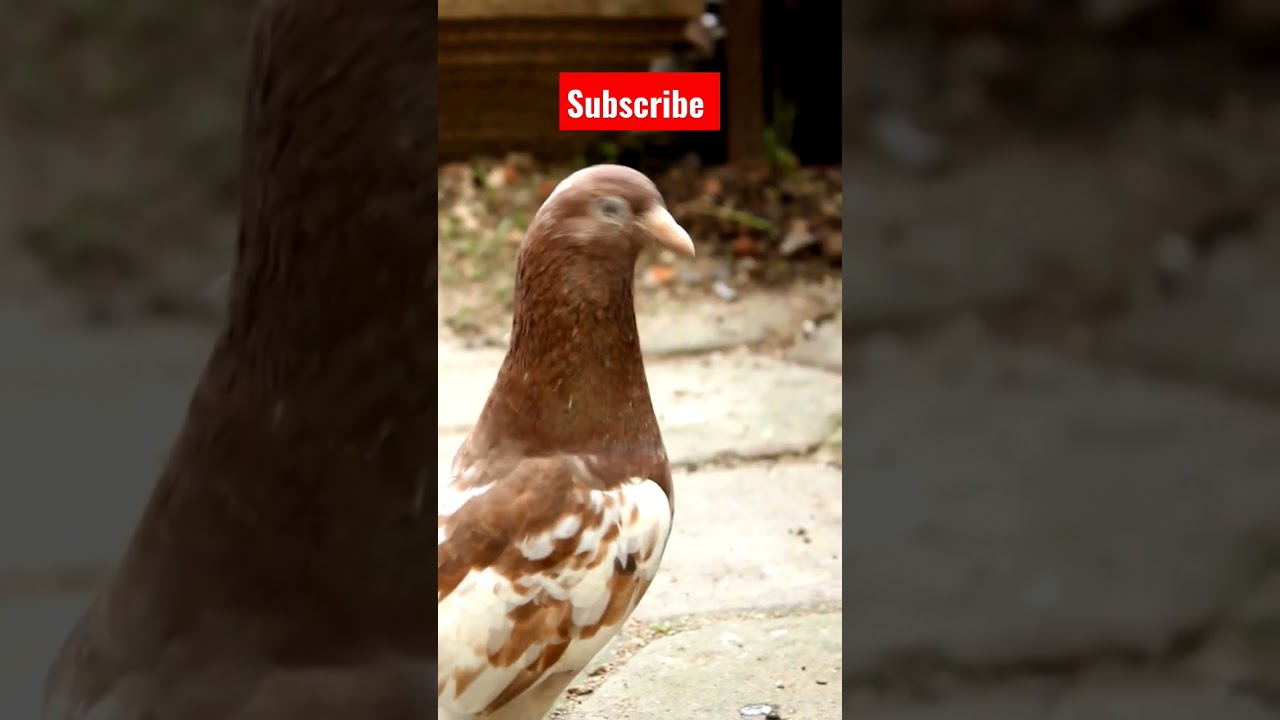 karna pura video in tamil 💢💞 || roller pigeons rolling #shorts #virals #pigeons #kabutar #karnapura
