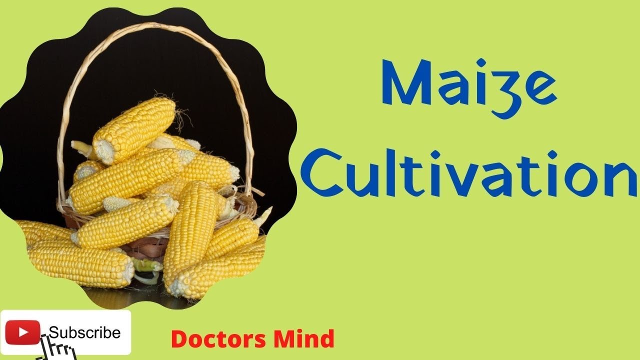 Maize cultivation #Doctors_Mind