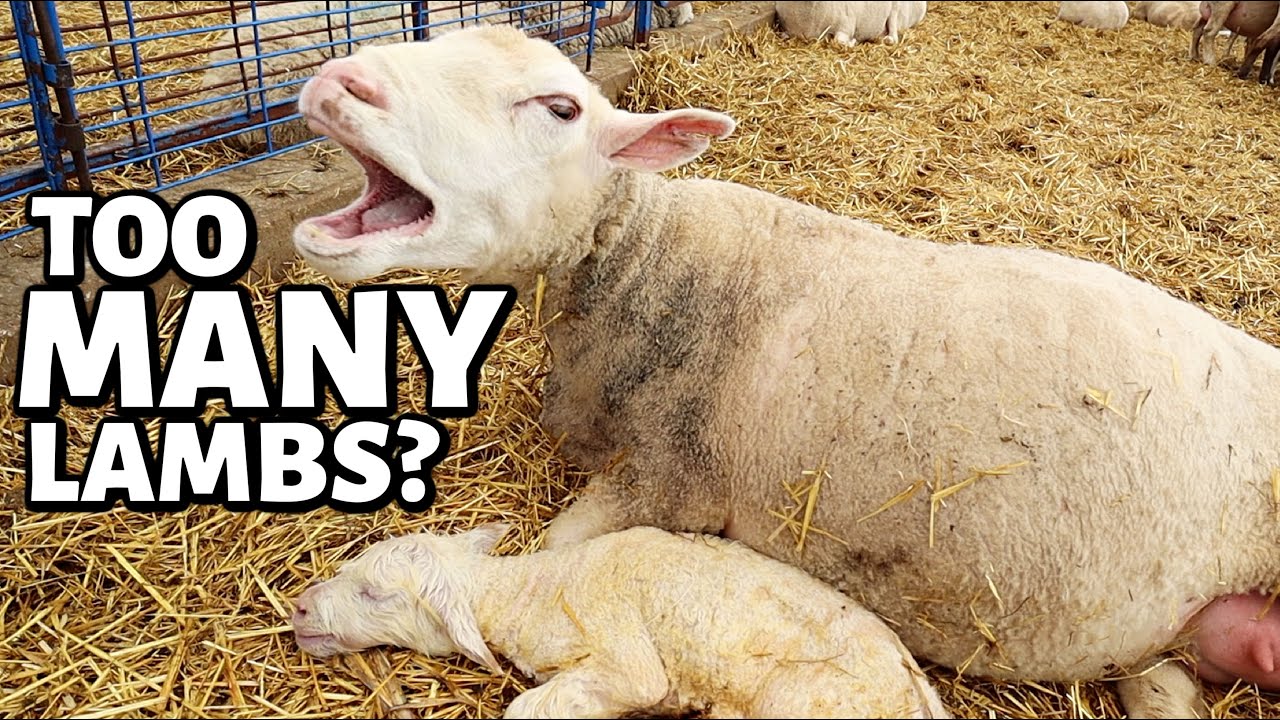 That was the MOST lambs we've EVER had... but was it TOO MANY?!  | Vlog 687