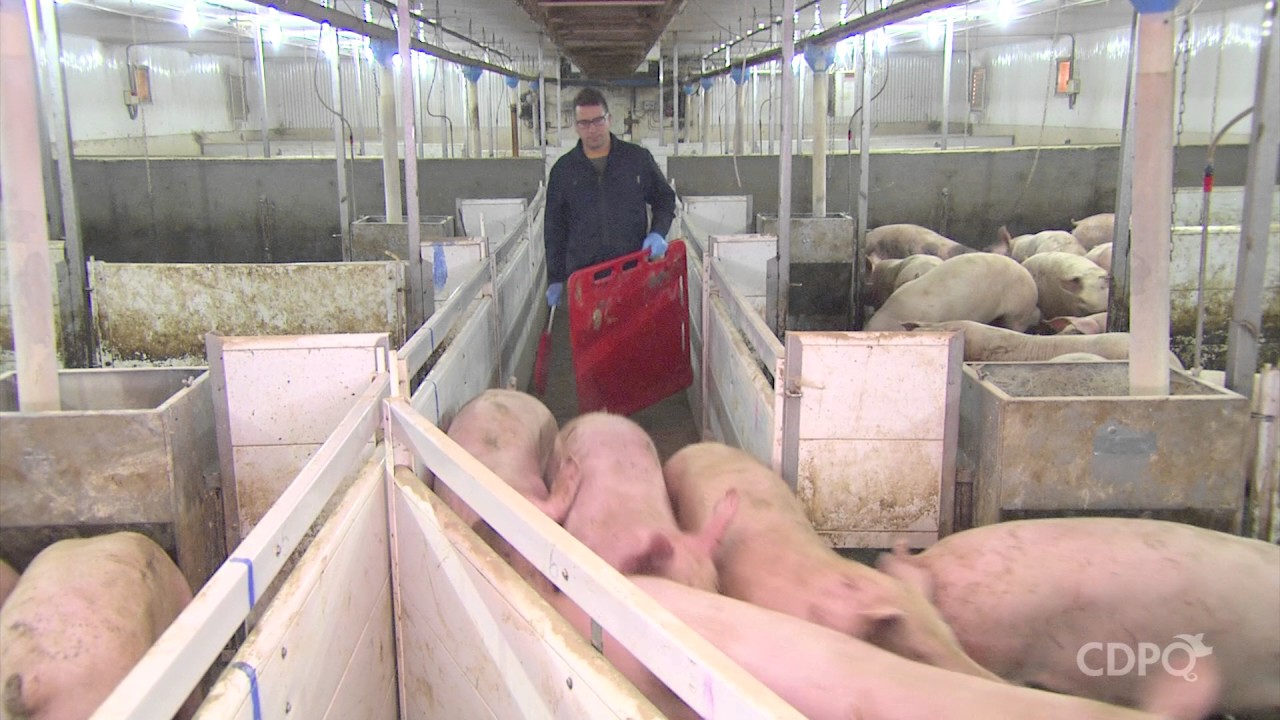 La manipulation des porcs avant le chargement