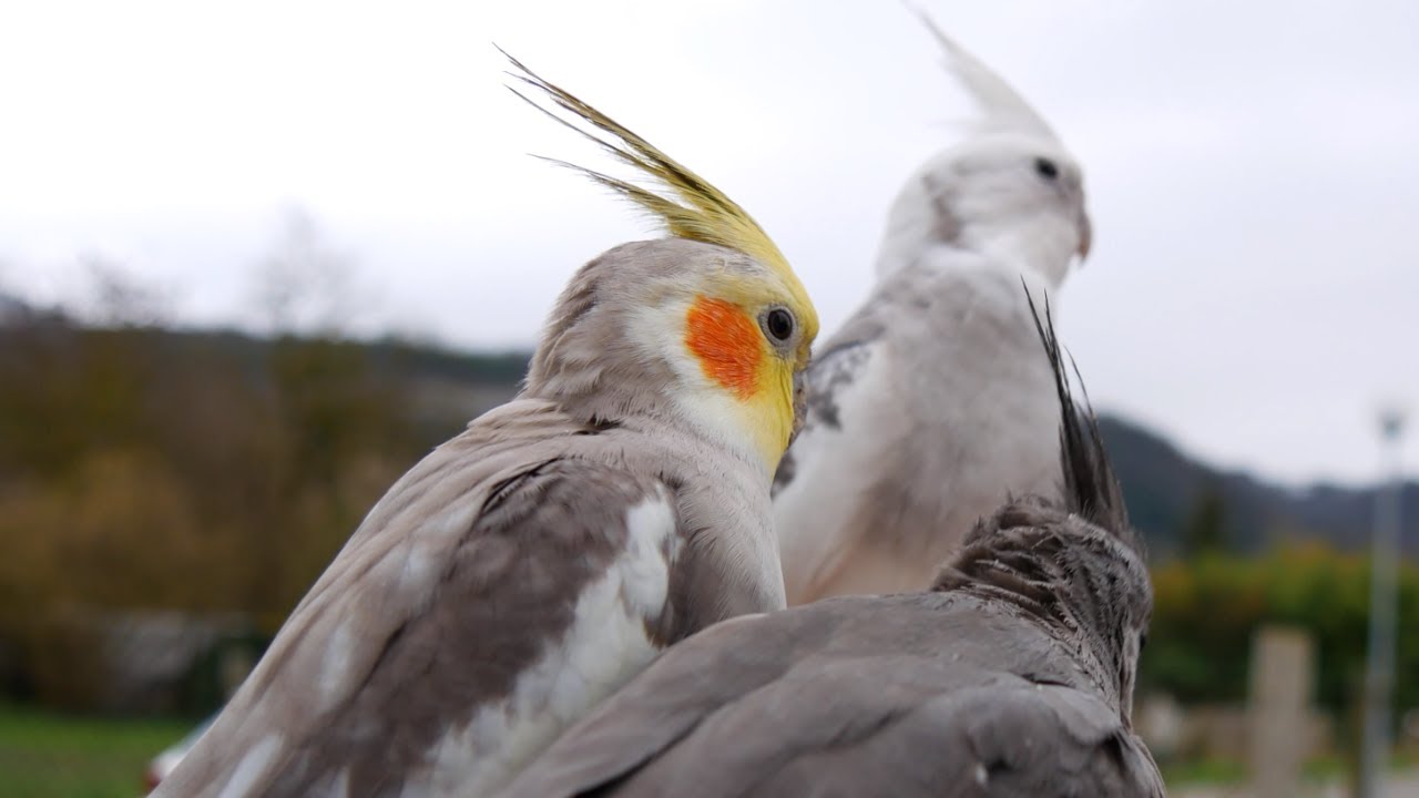 My cockatiels don't care it's winter and it's cold