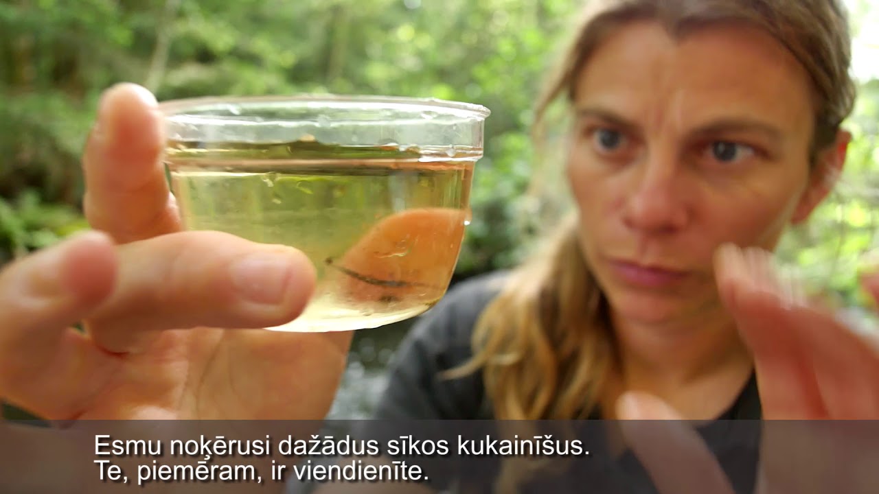 Neatstājot pēdas. Mežizstrāde.