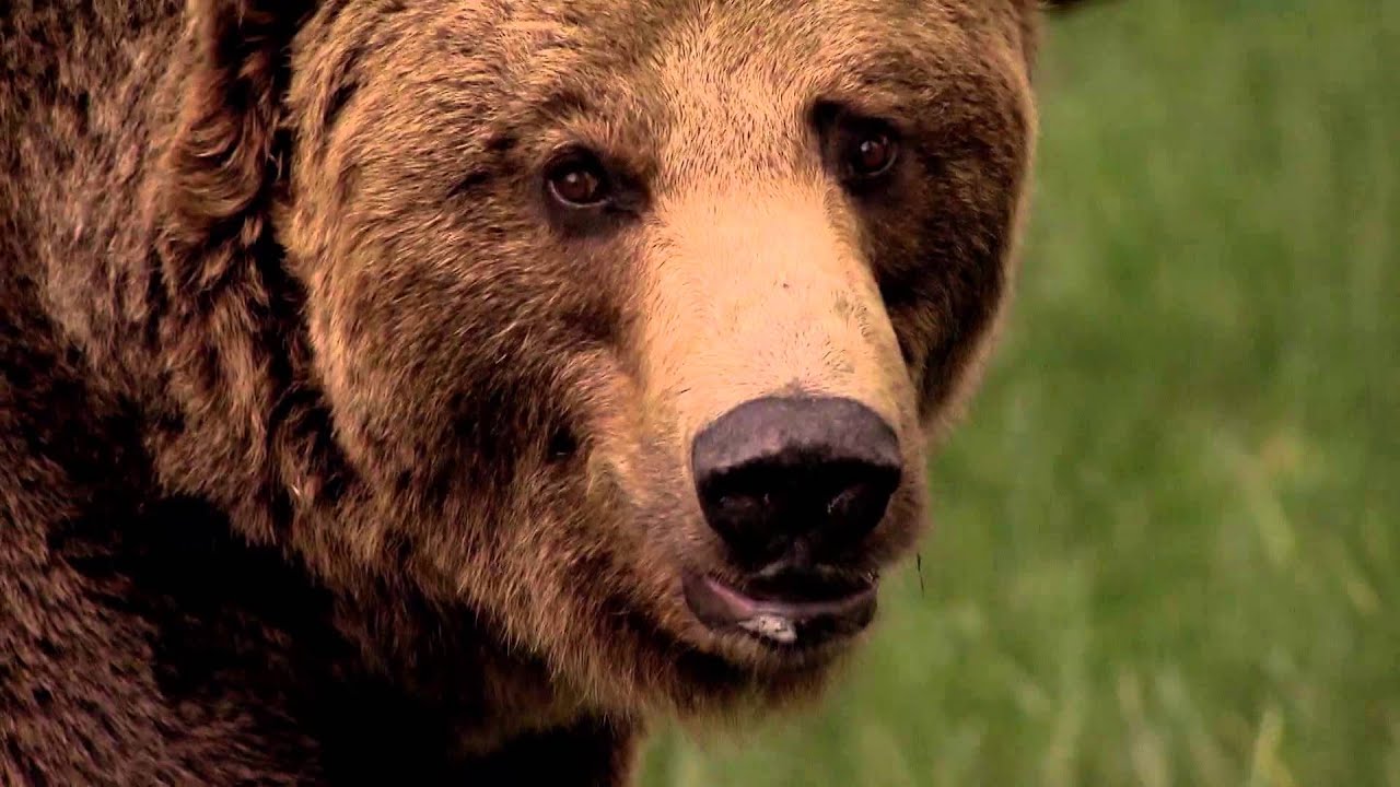 Bieszczadzka Wytw&oacute;rnia Piw - Ursa Maior w pigułce