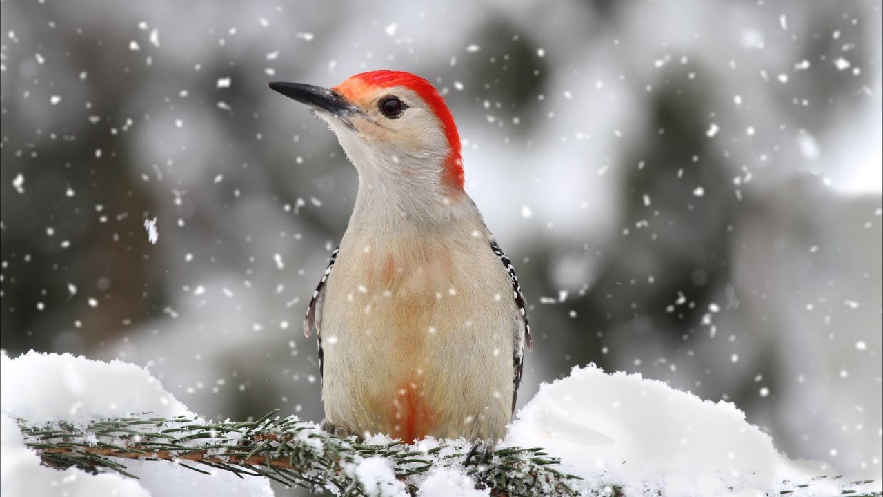Peaceful Relaxing Instrumental Music, Nature Meditation Music 