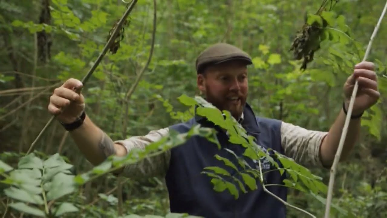 Ash dieback - Shoots of hope for Britain's cherished ash trees as trees fight back (UK/Global)