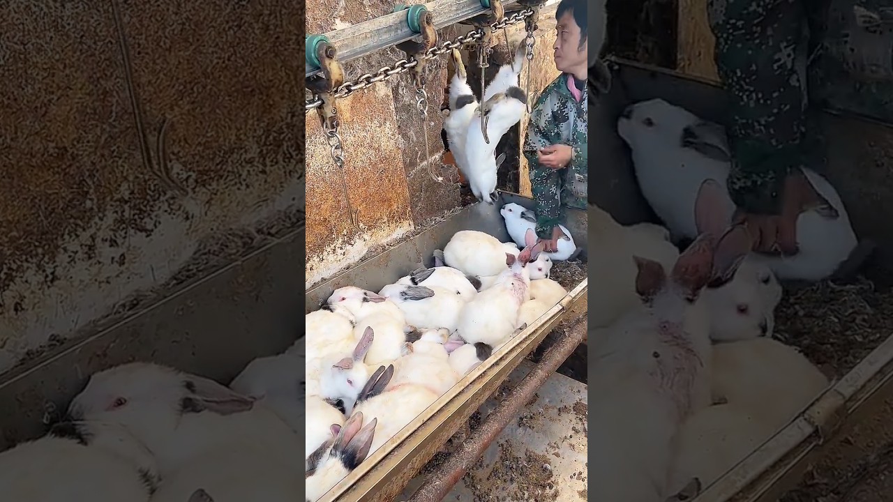 The process of working with rabbits