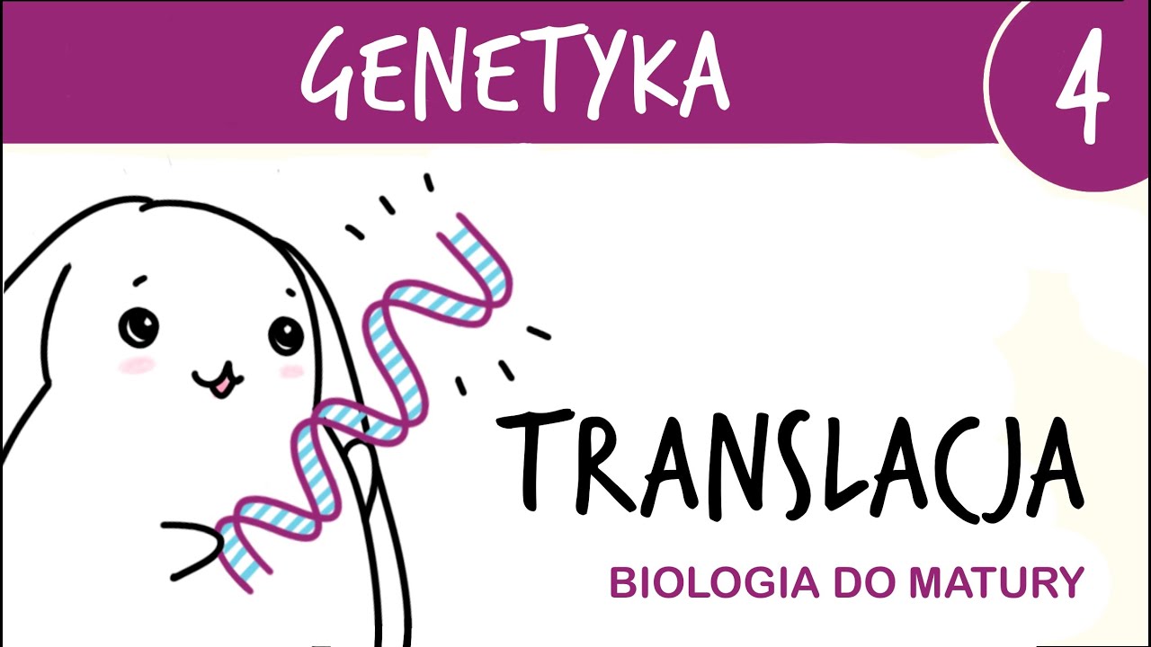 Genetyka 4 🧬 Translacja - drugi etap ekspresji genu - matura z biologii rozszerzona, liceum
