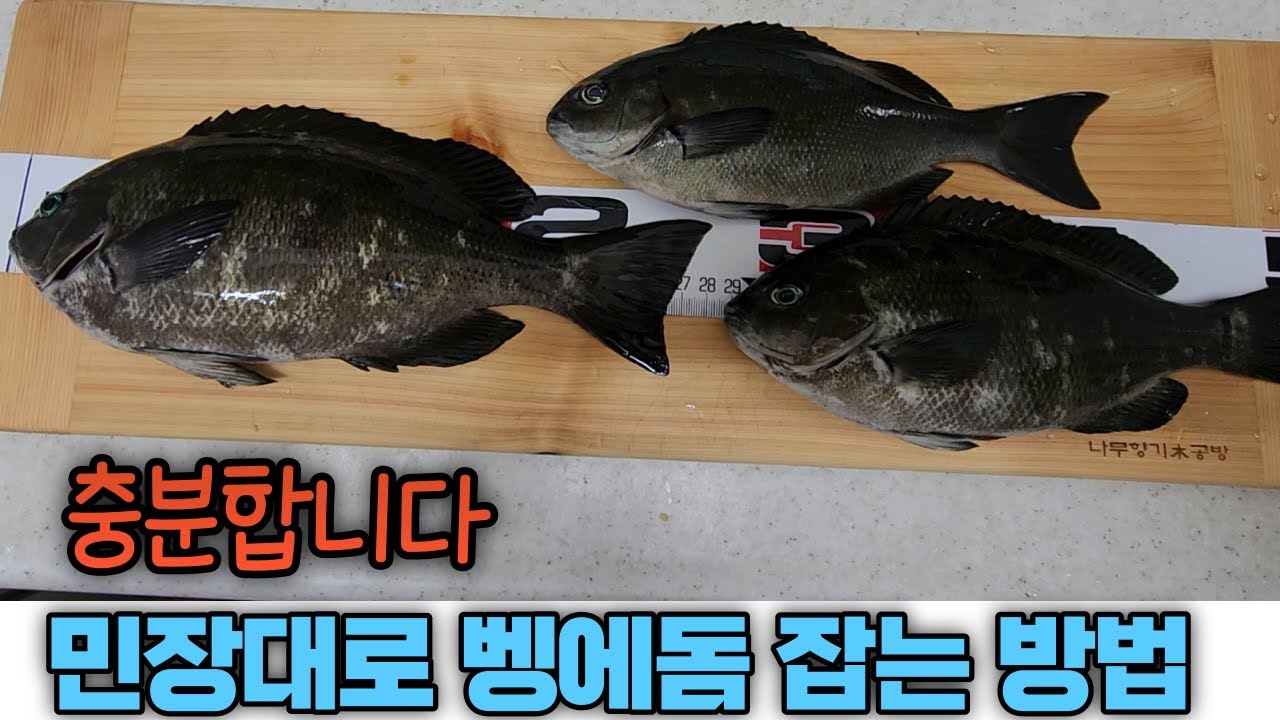 민장대로 벵에돔을 잡는 방법 공개, 채비/밑밥/운용