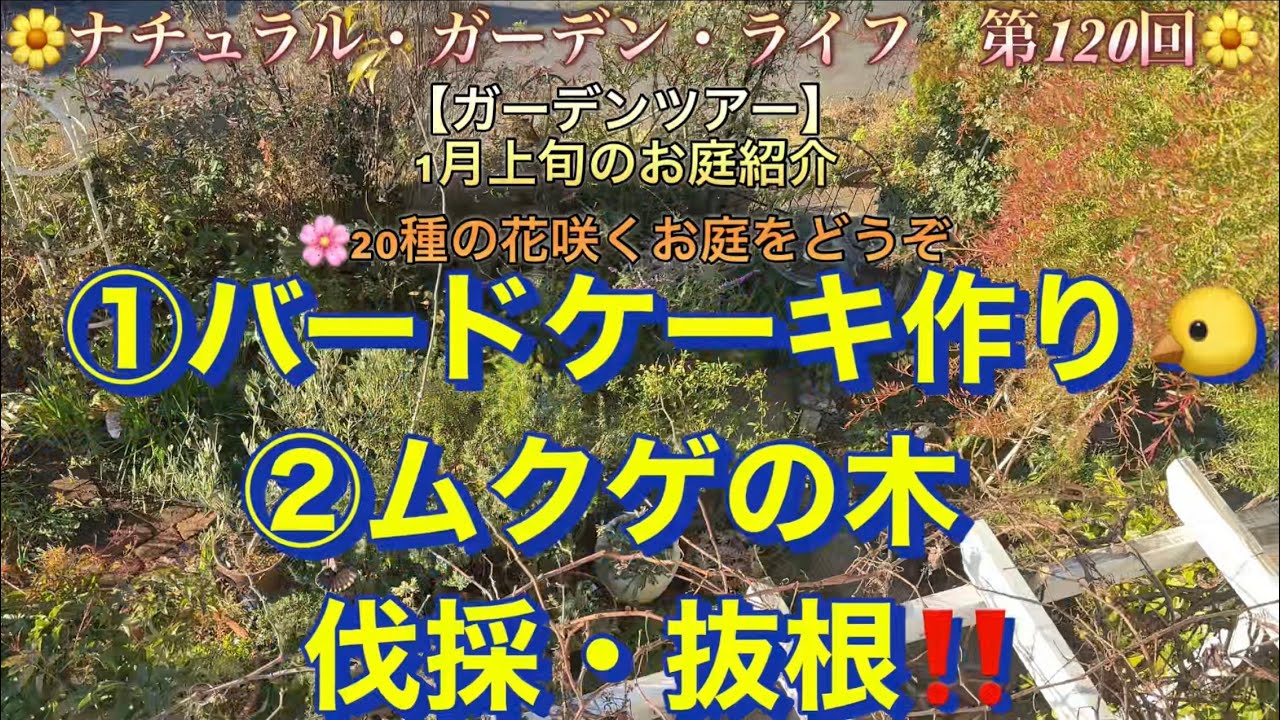 【ガーデンツアー】1月上旬のお庭紹介①バードケーキ作り🐤②ムクゲの木　伐採・抜根🌸20種の花咲くお庭をどうぞ🌼ナチュラル・ガーデン・ライフ　第120回🌼 [Garden Tour] 