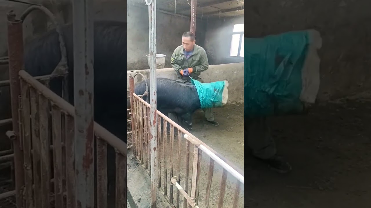 skill of catching pigs in cages #shorts