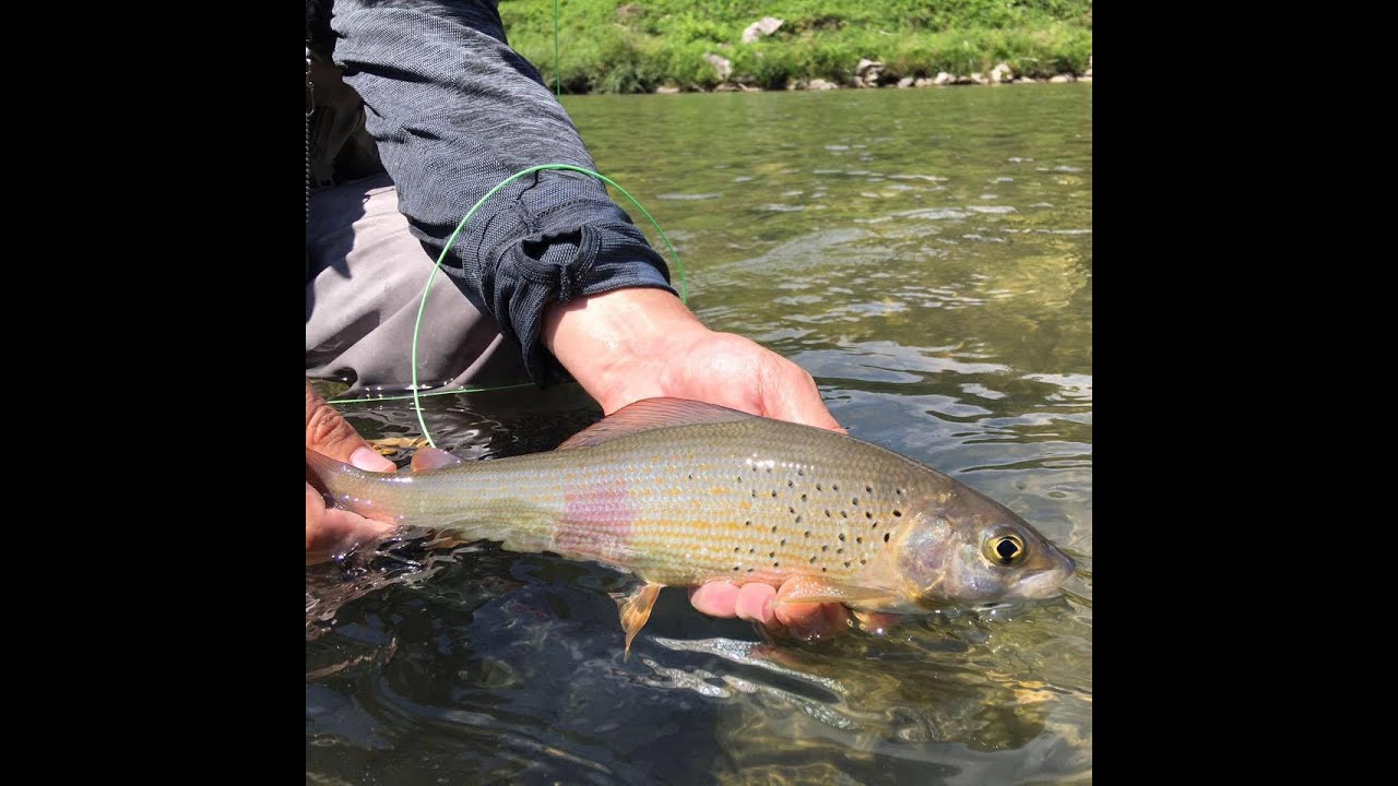 Fly Fishing on Savinja Slovenia Fish&Dirt Style 2016 (fullHD)