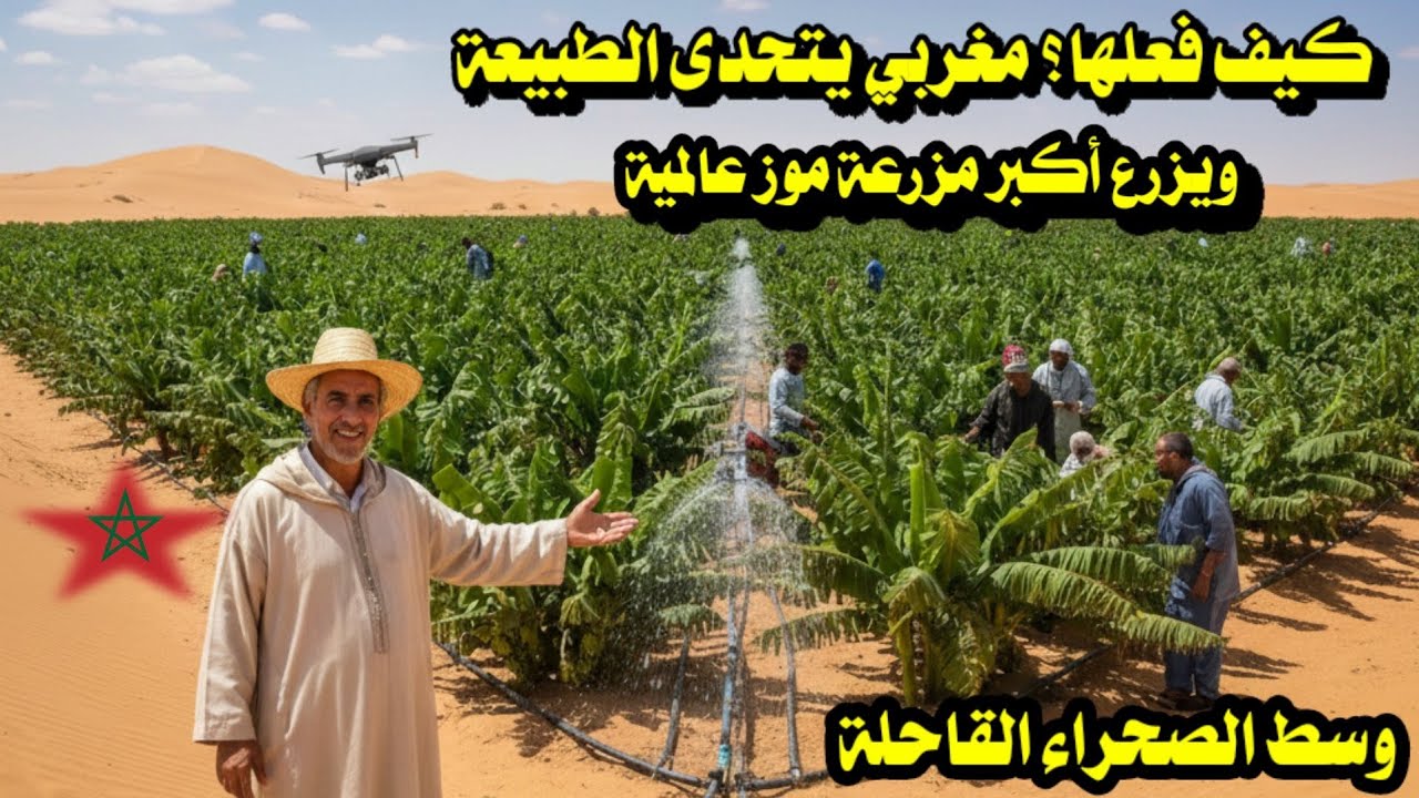 ​كيف فعلها؟ مغربي يتحدى الطبيعة ويزرع أكبر مزرعة موز عالمية وسط الرمال!