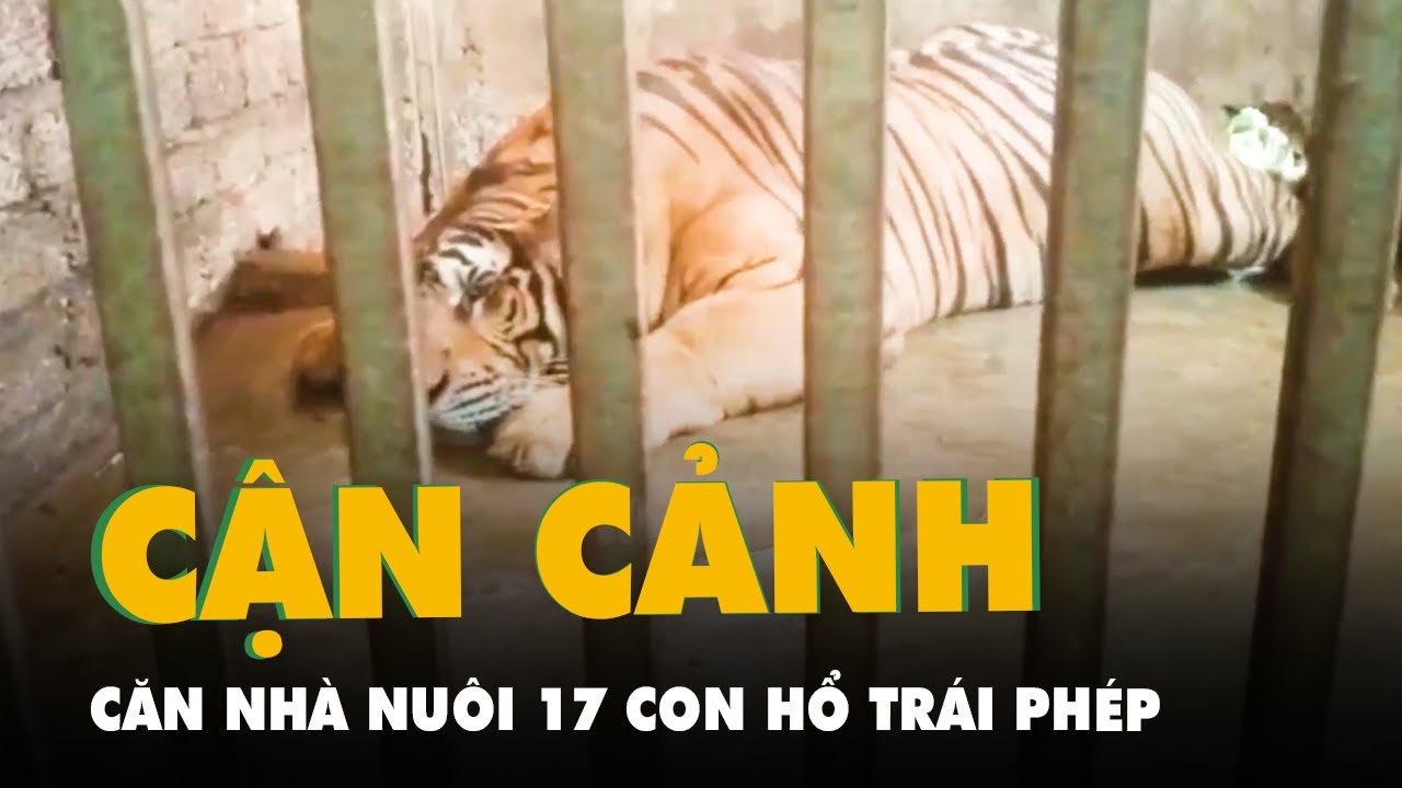 Bên trong căn nhà nuôi nhốt 17 con hổ có gì mà hàng xóm không hề hay biết?