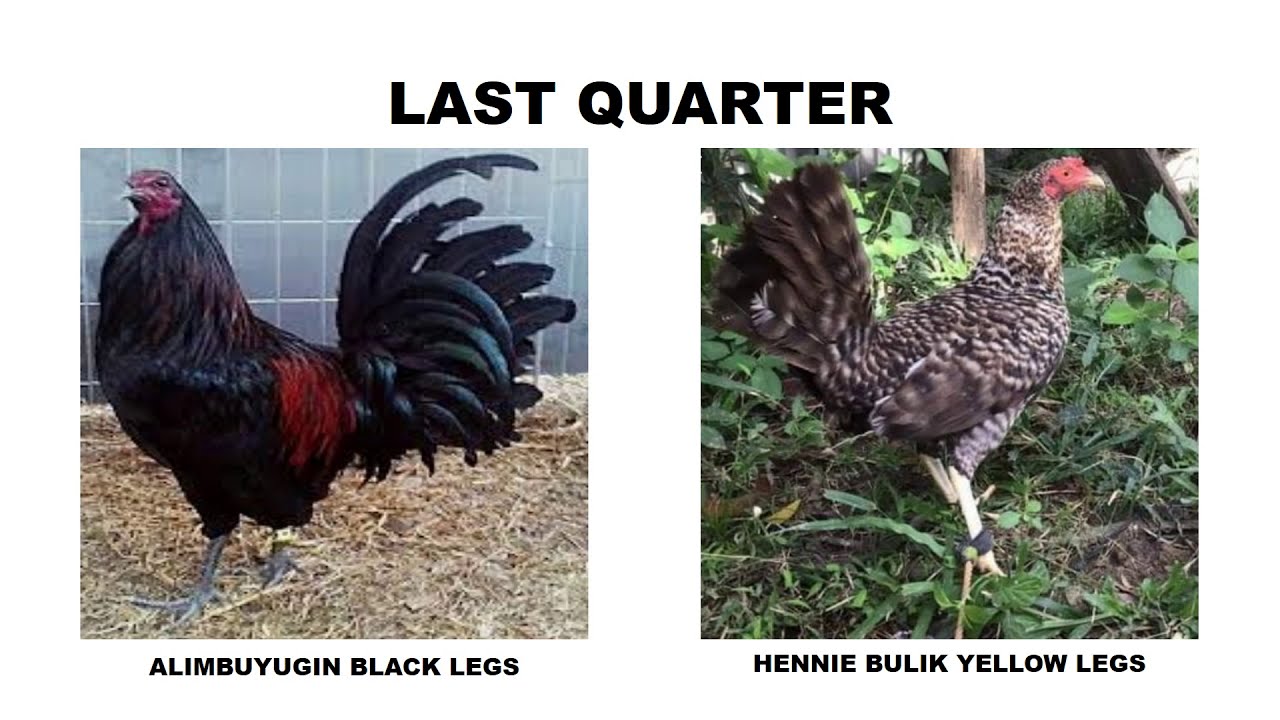 #SABONG:  LUNAR PHASES AND ROOSTER PLUMAGE