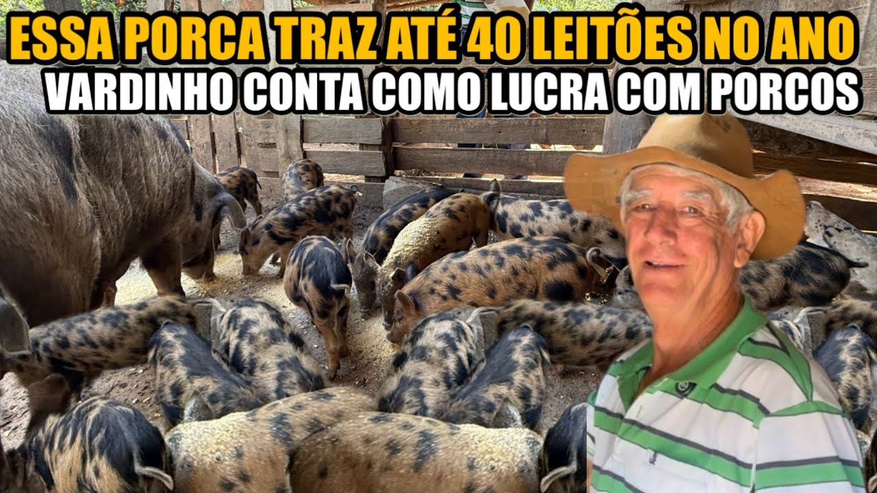 ESSA PORCA ME RENDE 6 MIL TODO ANO @VARDIMOFICIAL