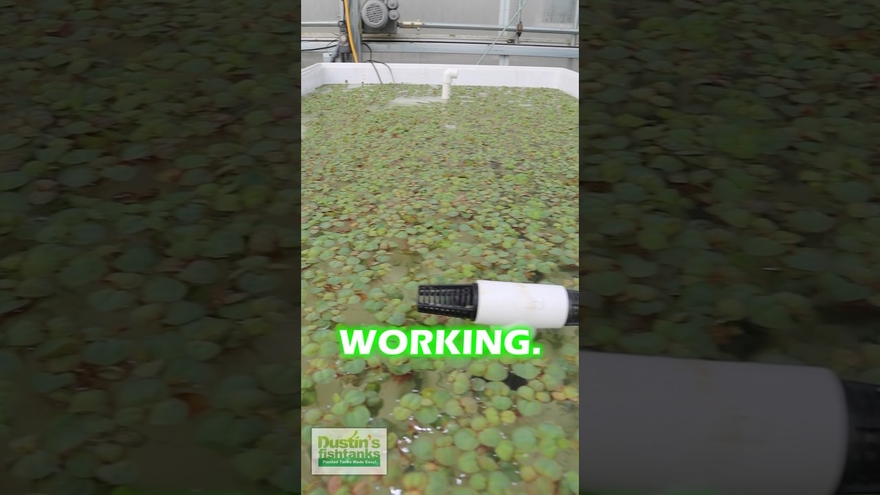 Winterizing Red Root Floaters PART 1