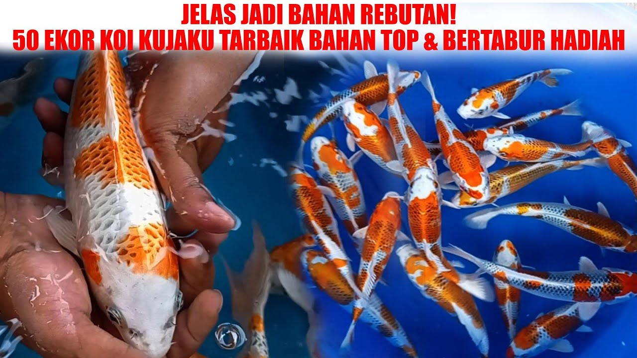 SALAH PILIH AJA MASIH DAPAT YANG SUPER❗ IKAN KOI SUPER JENIS KUJAKU DARI HK FARM JABUNG❗❗