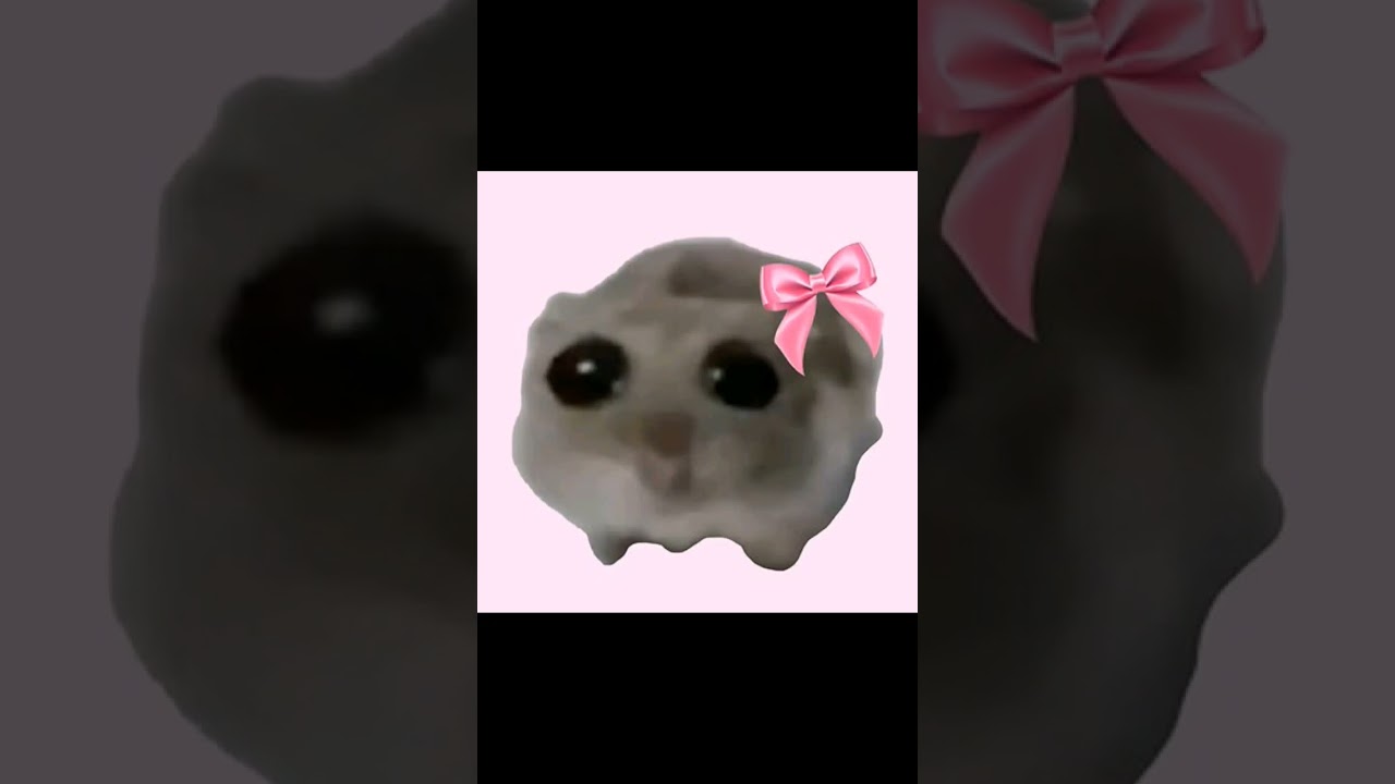 the sad hamster #shortsvideo