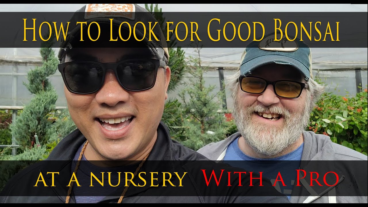 How to select good nursery stock for Bonsai at a nursery with a professional