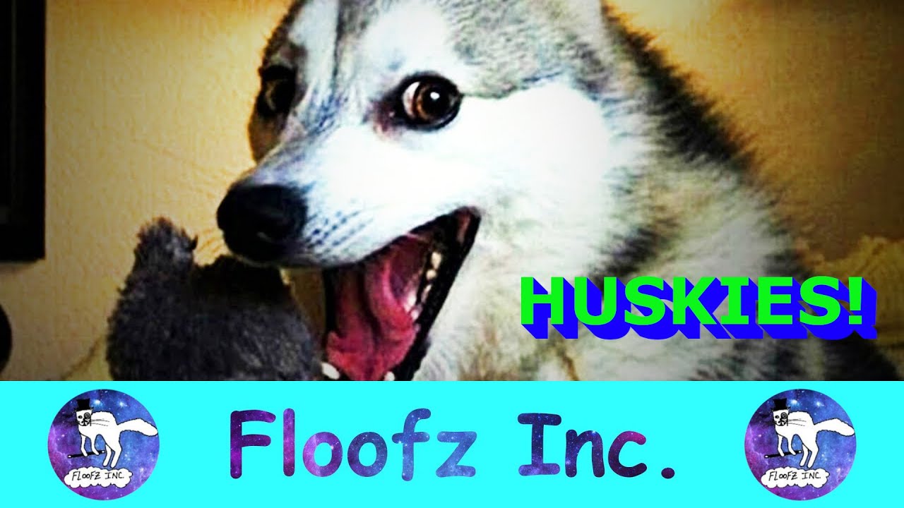 Hysterical Huskies!