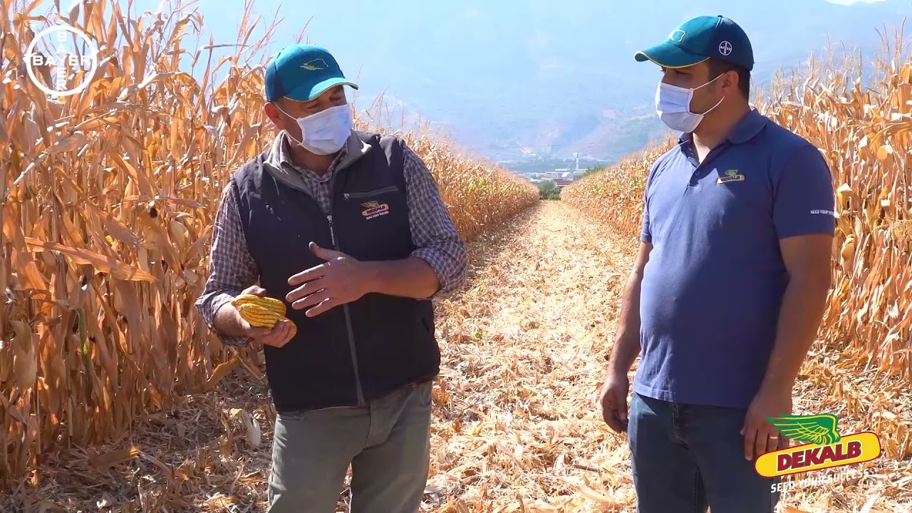 DKC6980 ve DKC6897 - Manisa, Şehzadeler & Ayvalık Pınarı