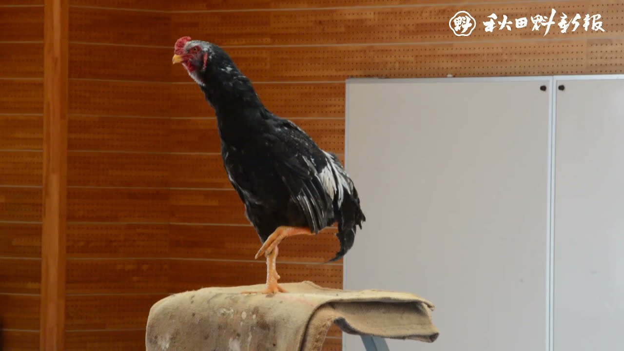 「ゴッゴゴー」声良鶏が鳴く！　大館市で展覧会