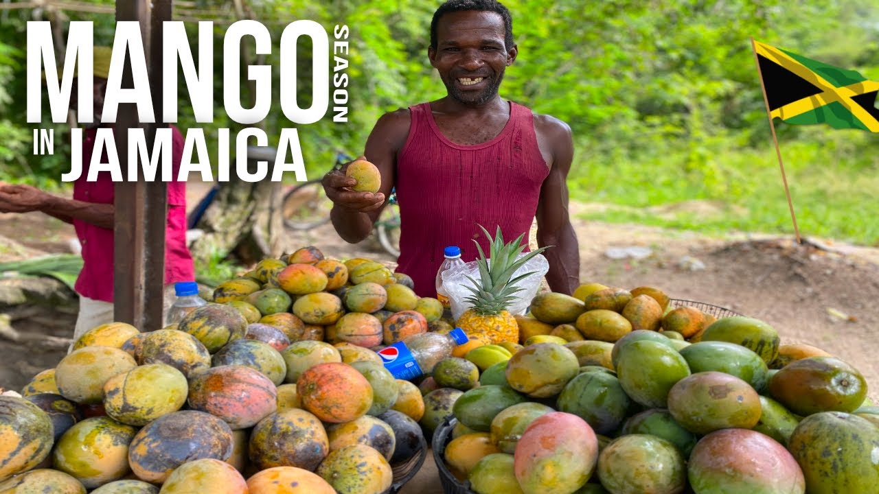 MANGO SEASON IN JAMAICA THE ULTIMATE STREET FRUIT (MANGO BUSH PICKING & EATING)