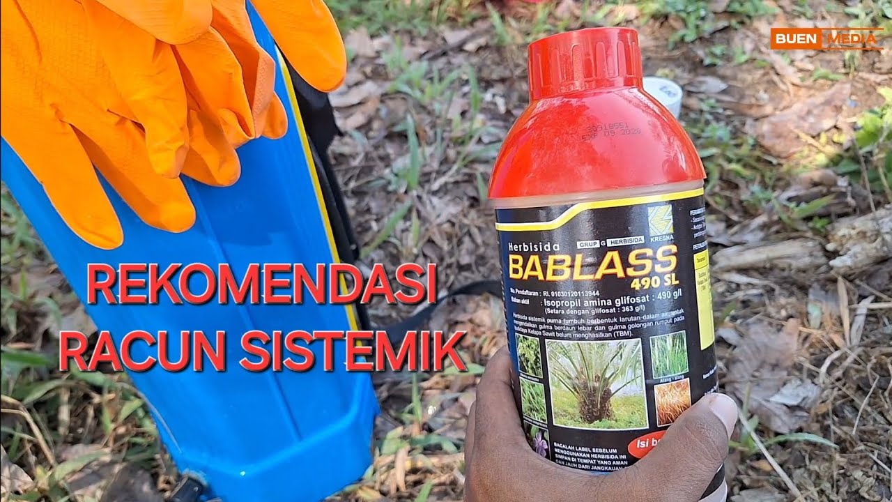 AMPUH!!! HERBISIDA SISTEMIK | RACUN KUNING | BABLAS 490 SL