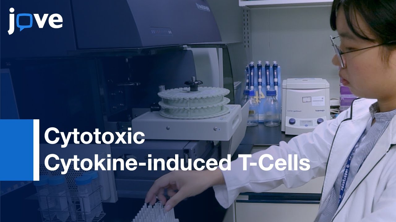 Cancer Treatment: Isolation & Expansion Of Cytotoxic Killer T Cells