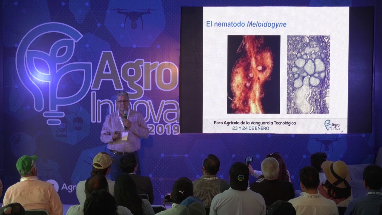 El nematodo Meloidogyne: Un problema de las hortalizas que se puede resolver