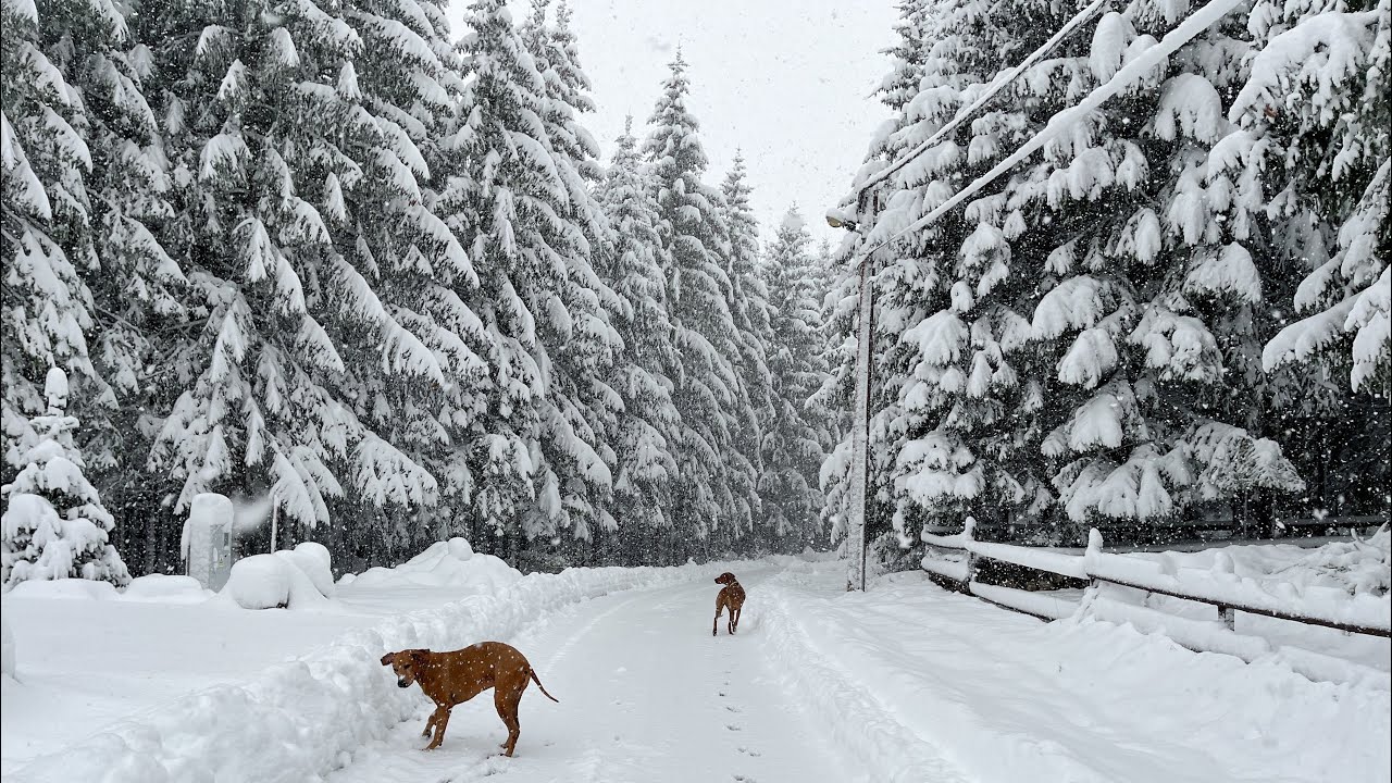 Šetnja kroz snježnu bajku u Mrkoplju // Winter fairy tale in Gorski kotar,Croatia