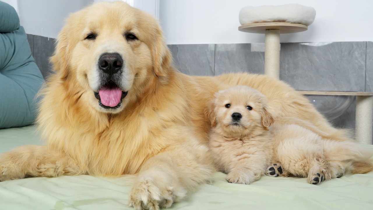 Two Month Old Golden Retriever Puppy Already as Well Behaved as His Dad