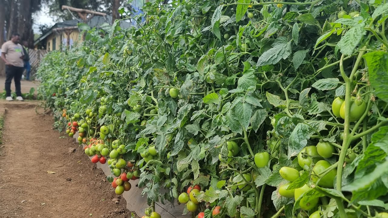 KILIMO CHA NYANYA|HATUA KWA HATUA.