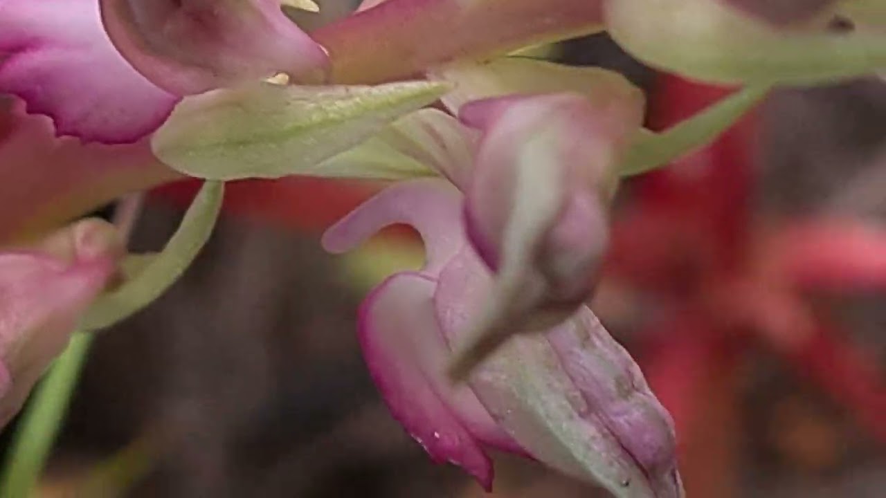 סחלב קדוש Anacamptis sancta