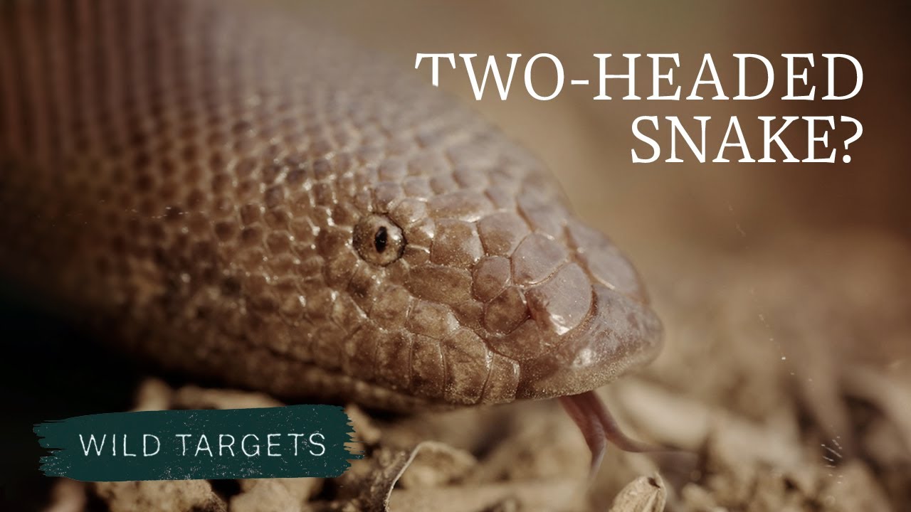 Why is this snake one of the most trafficked species in India? | Wild Targets