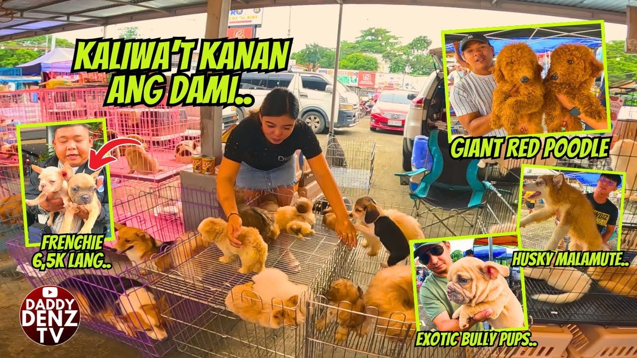BUMABAHA NG FUR BABIES NGAYON.. / AUG. 31 @GROTTO PET MARKET