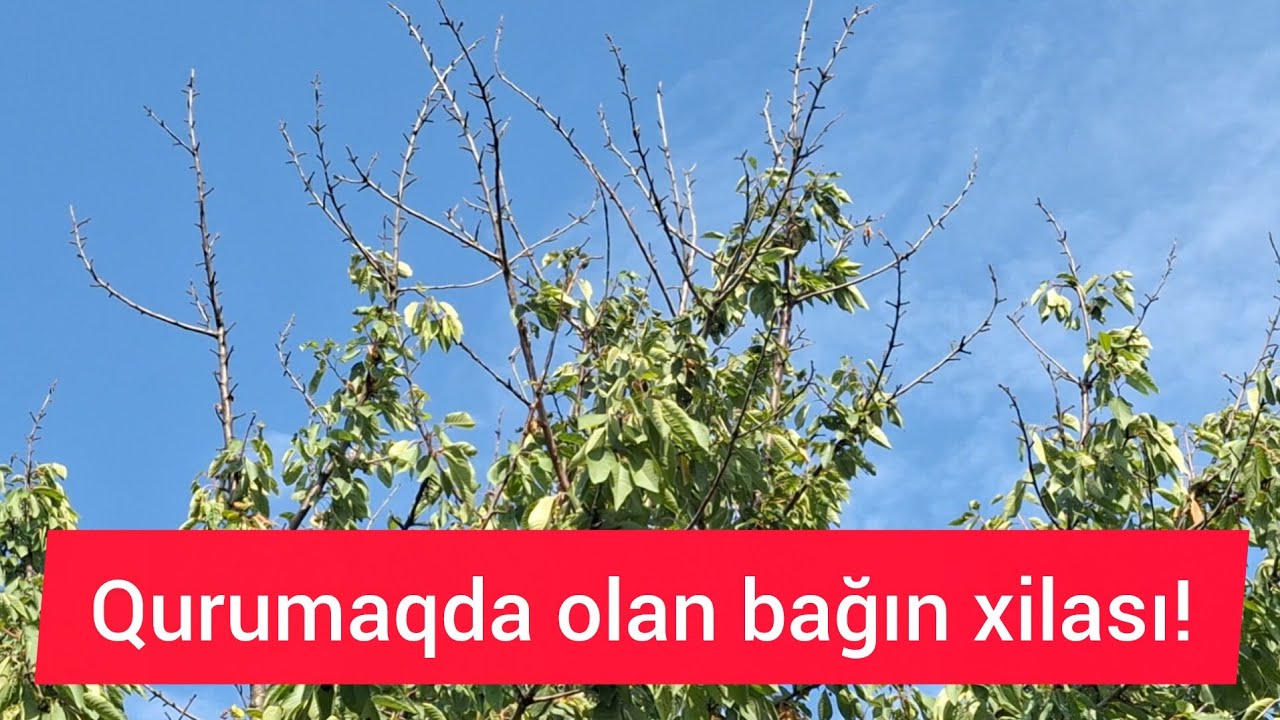 Monolioz xəstəliyi 1 ilə g&ouml;r&uuml;n ağacları nə g&uuml;nə saldı.#bağ&ccedil;ılıq#gilasağacı #agro #monolioz.