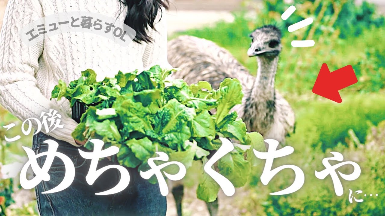 【悲劇】大好きな白菜の苗に興奮し、巨大な鳥が大暴れしました