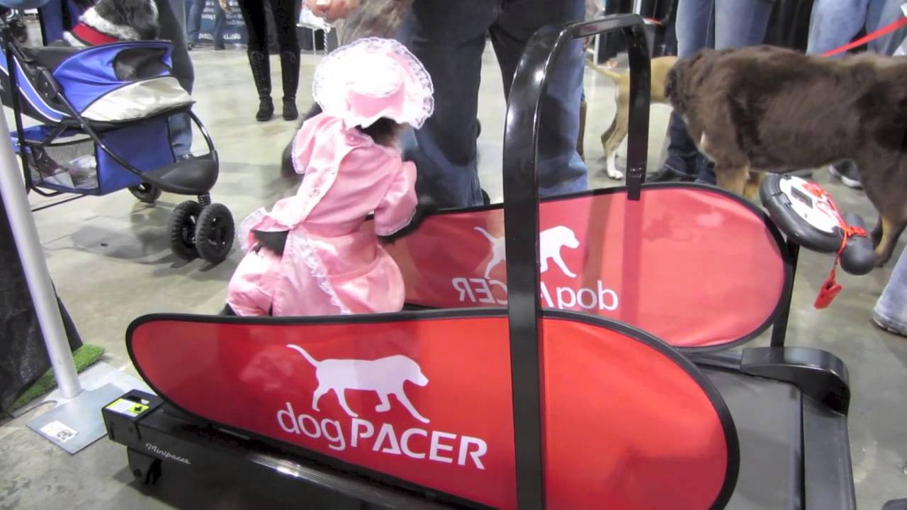 dogPACER The #1 Dog Treadmill in the world!
