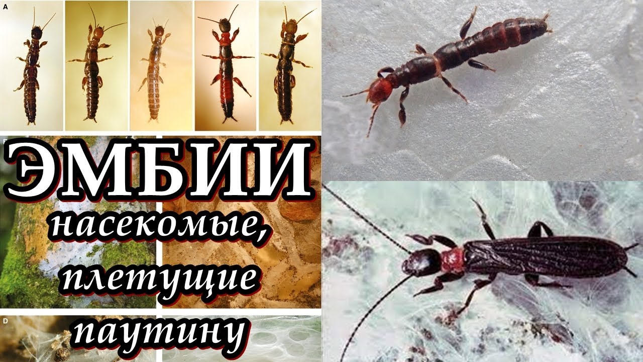 ЭМБИИ - Плетущие паутину насекомые