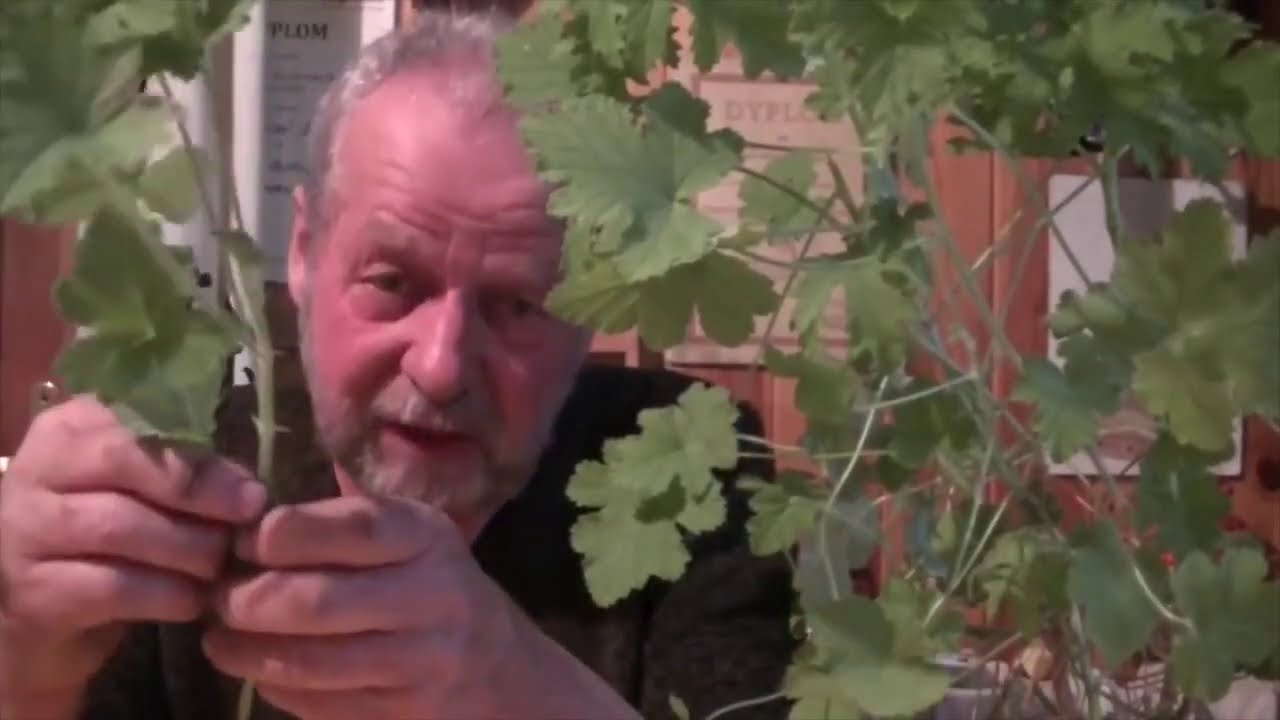 Dlaczego warto w domu mieć geranium
