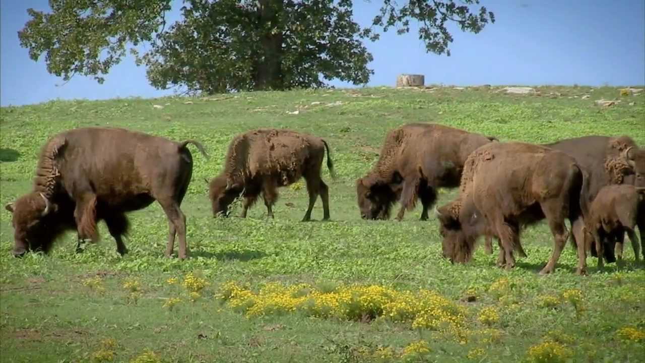 Arkansas Buffalo Ranching - America's Heartland