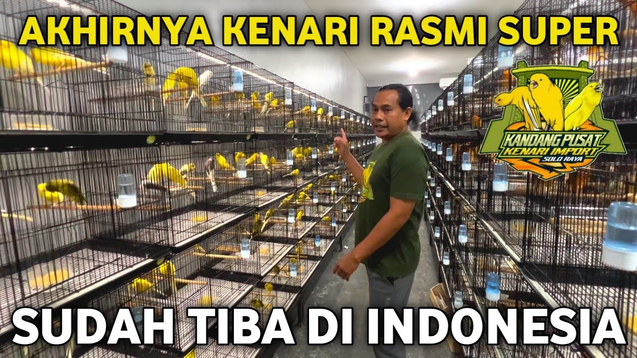 KENARI PALING VIRAL‼️Sudah lama ditunggu-tunggu kenari Rasmi top quality akhirnya tiba