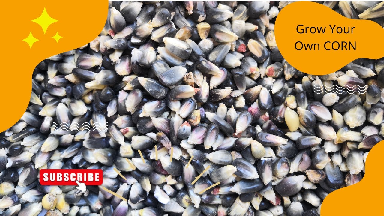 Will HOPI Blue CORN Grow in a DROUGHT?