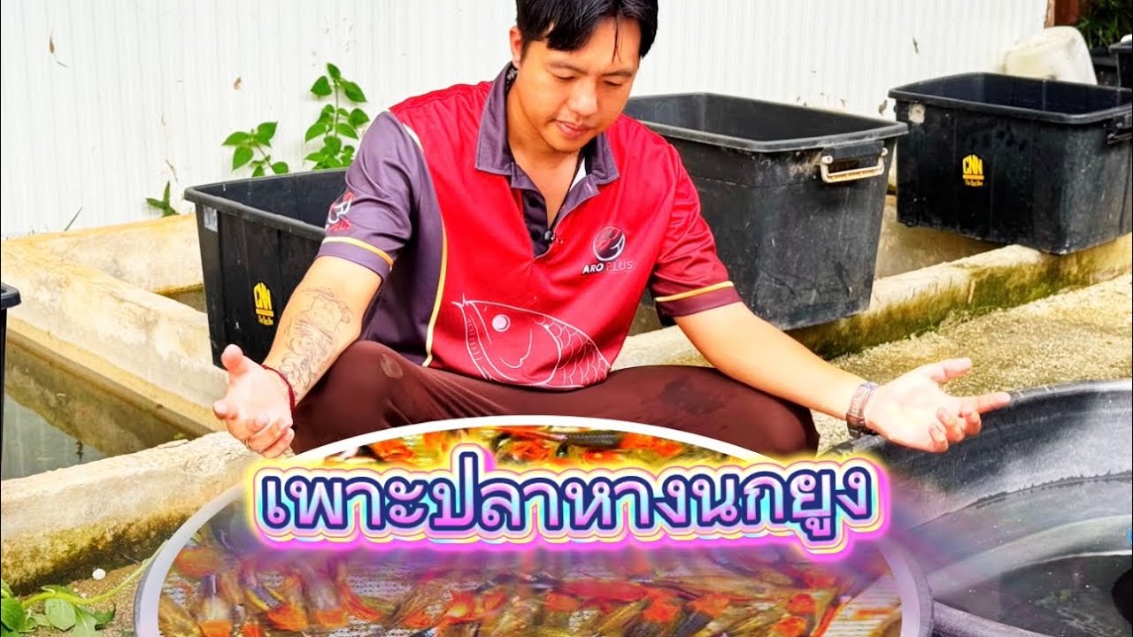 วิธีการเพาะปลาหางนกยูงแบบมืออาชีพ ดูจบเพราะปลา หากนกยุง ได้เลย 