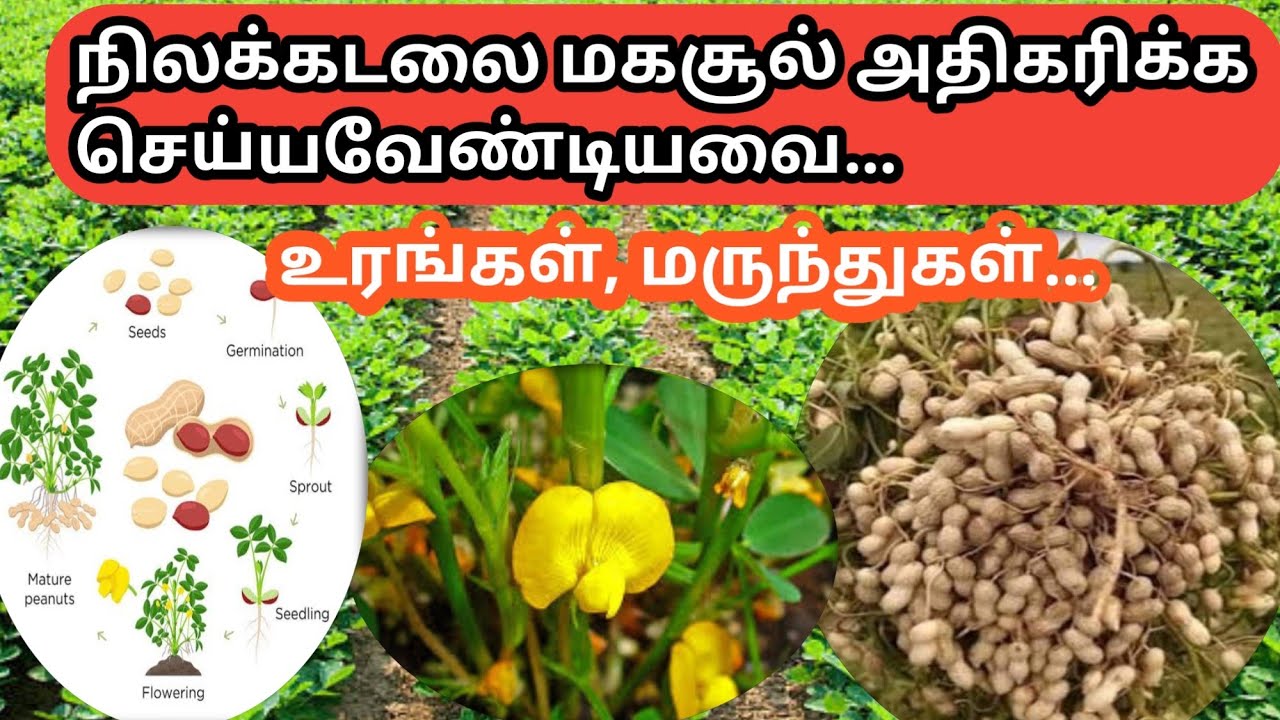 நிலக்கடலை முளைப்பு முதல் அறுவடை வரை கொடுக்க வேண்டிய உரங்கள் மற்றும் மருந்துகள்/Groundnut management