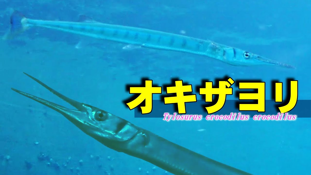 【 オキザヨリ 】恐竜とクロコダイル Tylosurus crocodilus crocodilus