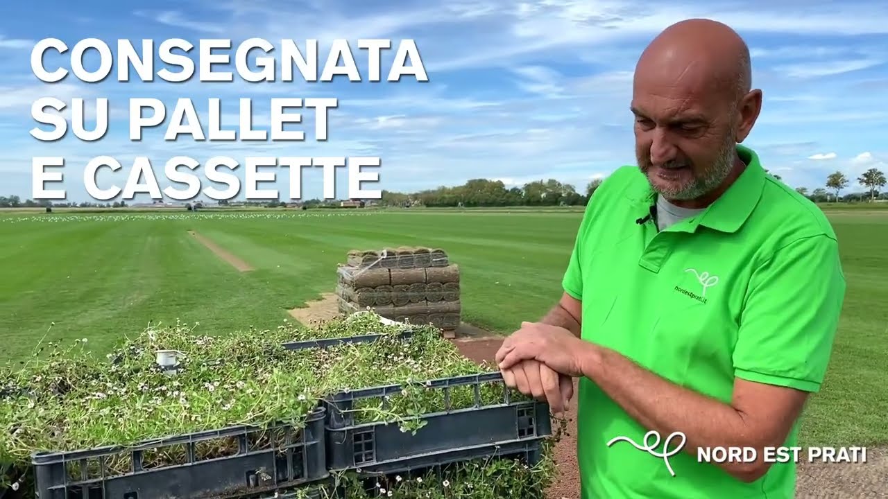 Lippia Nodiflora tappezzante in zolle: posa e caratteristiche | Nord Est Prati