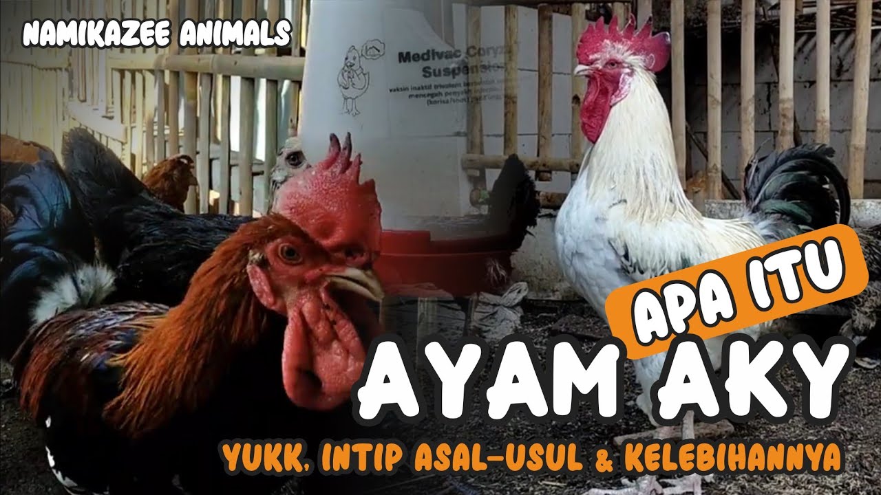 AYAM KAMPUNG YUDISTIRA - ASAL USUL AYAM AKY & KELEBIHANNYA | PEMBAHASAN LENGKAP AYAM AKY