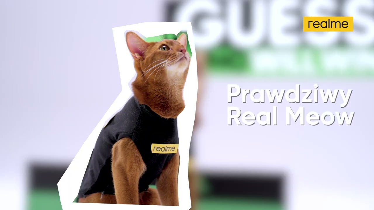 Zgaduj z prawdziwym RealMeow